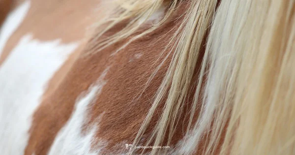 Paint Horse Guide - PaintQuickGuide