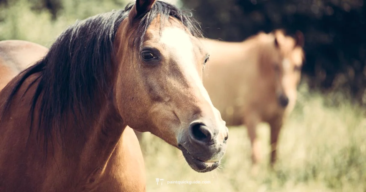 Paint vs Appaloosa - PaintQuickGuide