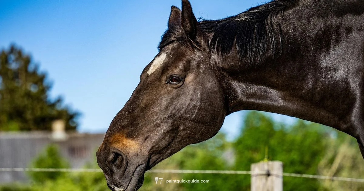 Paint vs Pinto Paint vs Pinto - PaintQuickGuide