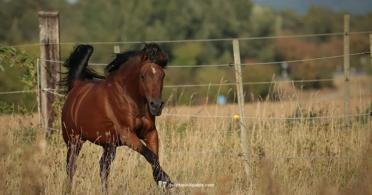 Paint Horse Overview - PaintQuickGuide