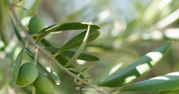 Olive Green Palette - PaintQuickGuide