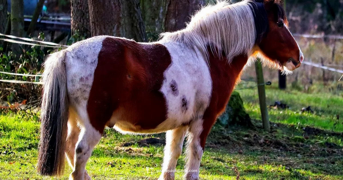 Paint vs Pinto Paint vs Pinto - PaintQuickGuide